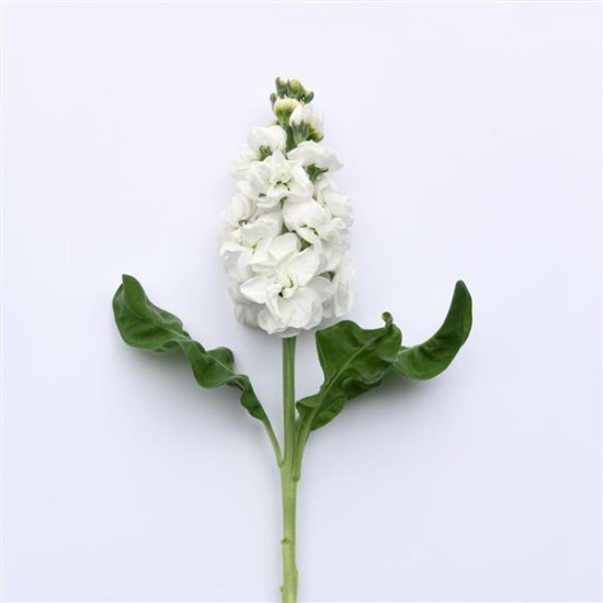 Seminte MATTHIOLA incana MATHILDA White 1000s