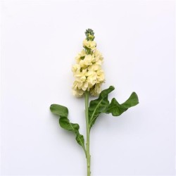 Seminte MATTHIOLA incana MATHILDA Yellow 1000s