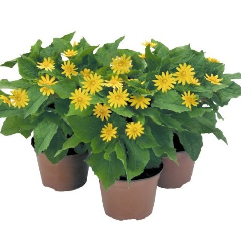 Seminte MELAMPODIUM paludosum Golden Globe 1000s