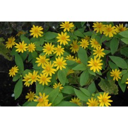 Seminte MELAMPODIUM paludosum Showstar 1000s