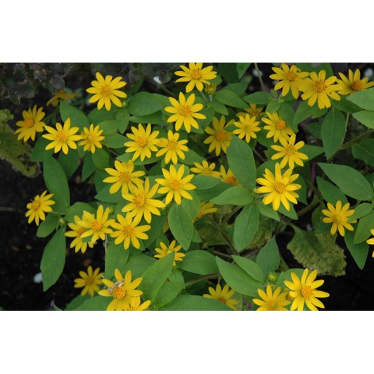 Seminte MELAMPODIUM paludosum Showstar 1000s