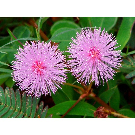 Seminte MIMOSA pudica Sensitive Plant 10g