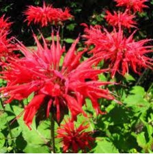 Seminte MONARDA didyma PANORAMA Red 1000s