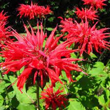 Seminte MONARDA didyma PANORAMA Red 1000s
