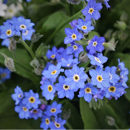 Seminte MYOSOTIS alpestris BELLAMY Blue 1000s