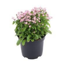Seminte MYOSOTIS alpestris BELLAMY Pink 1000s