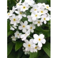 Seminte MYOSOTIS alpestris BELLAMY White 1000s