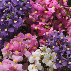 Seminte NEMESIA strumosa SUNDROPS Mixture 1000s