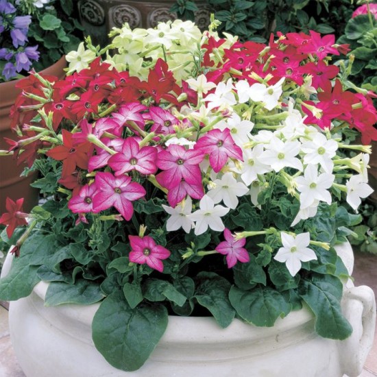 Seminte NICOTIANA alata SARATOGA Mix 1000s