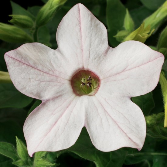 Seminte NICOTIANA alata SARATOGA Appleblossom 1000s