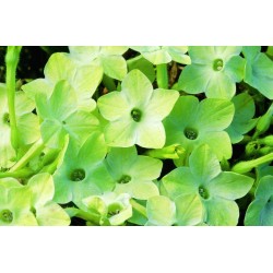 Seminte NICOTIANA alata SARATOGA Lime 1000s