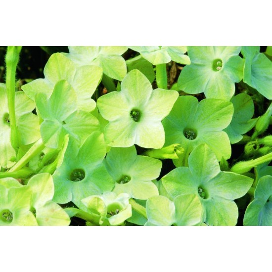 Seminte NICOTIANA alata SARATOGA Lime 1000s