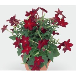 Seminte NICOTIANA alata SARATOGA Red 1000s
