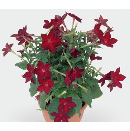 Seminte NICOTIANA alata SARATOGA Red 1000s