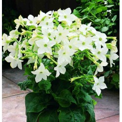 Seminte NICOTIANA alata SARATOGA White 1000s