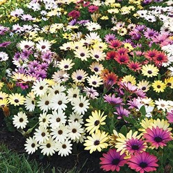 Seminte OSTEOSPERMUM ecklonis AKILA Mix Grand Canyon 1000s