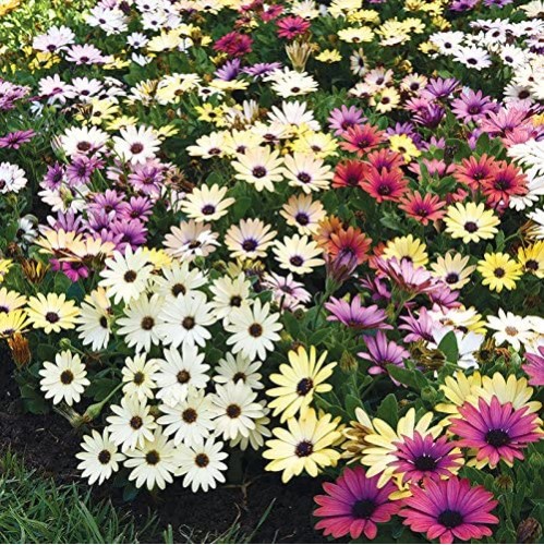 Seminte OSTEOSPERMUM ecklonis AKILA Mix Grand Canyon 1000s