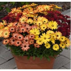 Seminte OSTEOSPERMUM ecklonis AKILA Mix Hawaiian Sunset 1000s