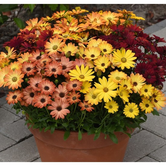 Seminte OSTEOSPERMUM ecklonis AKILA Mix Hawaiian Sunset 100s
