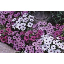 Seminte OSTEOSPERMUM ecklonis PASSION Mix 1000s