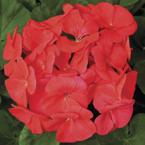 Seminte PELARGONIUM x hortorum PINTO PREMIUM F1 Coral 1000s