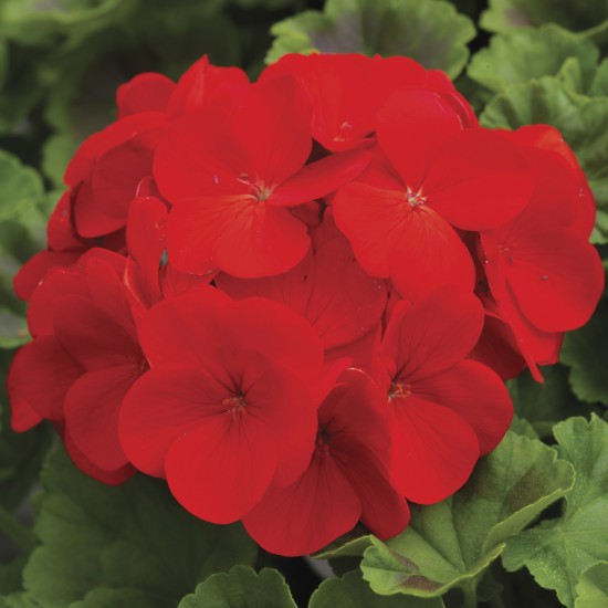 Seminte PELARGONIUM x hortorum PINTO PREMIUM F1 Deep Red 1000s