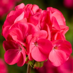 Seminte PELARGONIUM x hortorum PINTO PREMIUM F1 Deep Rose 1000s