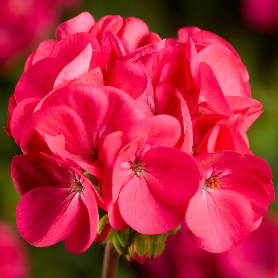 Seminte PELARGONIUM x hortorum PINTO PREMIUM F1 Deep Rose 1000s