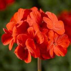 Seminte PELARGONIUM x hortorum PINTO PREMIUM F1 Deep Scarlet 250s