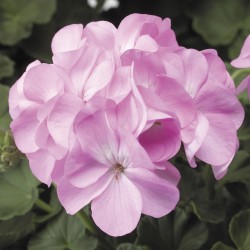Seminte PELARGONIUM x hortorum PINTO PREMIUM F1 Lavender 1000s