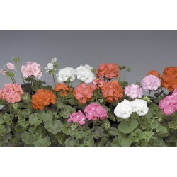 Seminte PELARGONIUM x hortorum PINTO PREMIUM F1 Mix 1000s