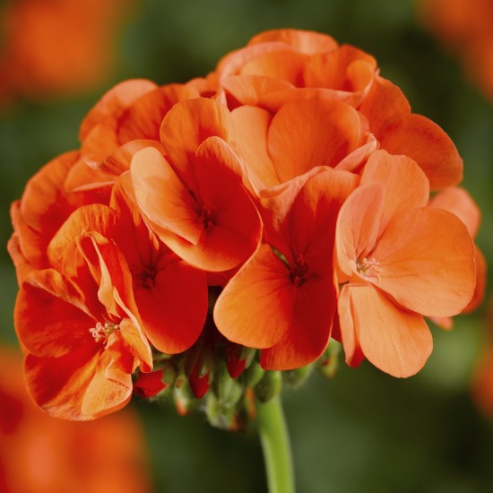 Seminte PELARGONIUM x hortorum PINTO PREMIUM F1 Orange 1000s