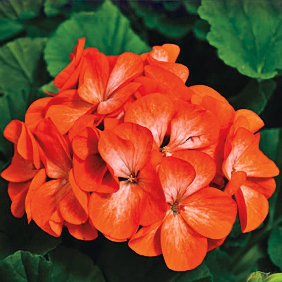 Seminte PELARGONIUM x hortorum PINTO PREMIUM F1 Orange Bicolor 1000s