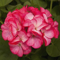 Seminte PELARGONIUM x hortorum PINTO PREMIUM F1 Rose Bicolor 1000s
