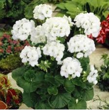 Seminte PELARGONIUM x hortorum PINTO PREMIUM F1 White 1000s