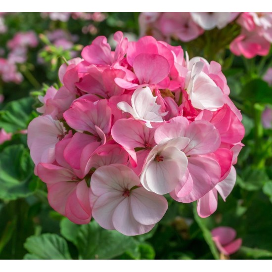 Seminte PELARGONIUM x hortorum PINTO PREMIUM F1 White to Rose 250s