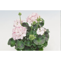 Seminte PELARGONIUM x hortorum APACHE F1 Appleblossom 