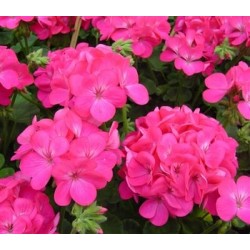 Seminte PELARGONIUM x hortorum APACHE F1 Deep Rose 