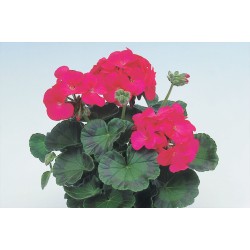 Seminte PELARGONIUM x hortorum APACHE F1 Glow 