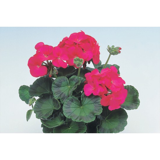 Seminte PELARGONIUM x hortorum APACHE F1 Glow 