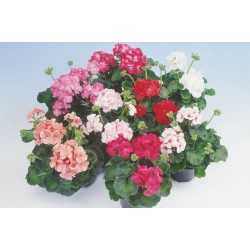 Seminte PELARGONIUM x hortorum APACHE F1 Mix