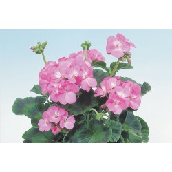 Seminte PELARGONIUM x hortorum APACHE F1 Pink 250 s
