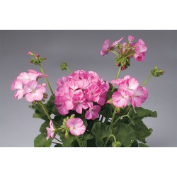 Seminte PELARGONIUM x hortorum APACHE F1 Pink Bicolor 