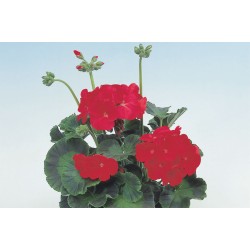 Seminte PELARGONIUM x hortorum APACHE F1 Red 