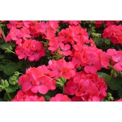 Seminte PELARGONIUM x hortorum APACHE F1 Rose 