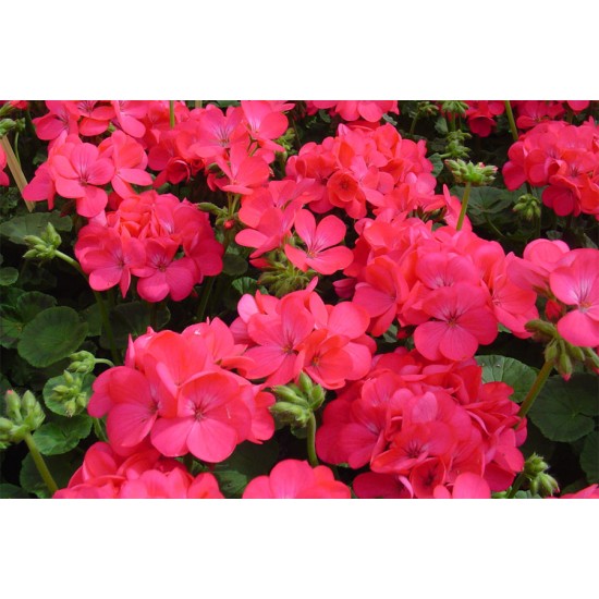 Seminte PELARGONIUM x hortorum APACHE F1 Rose 