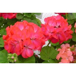 Seminte PELARGONIUM x hortorum APACHE F1 Rose Bicolor 