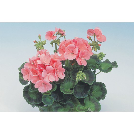 Seminte PELARGONIUM x hortorum APACHE F1 Salmon 