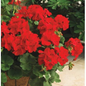 Seminte PELARGONIUM x hortorum APACHE F1 Scarlet 