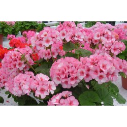 Seminte PELARGONIUM x hortorum APACHE F1 Star 